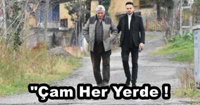 "Çam Her Yerde !