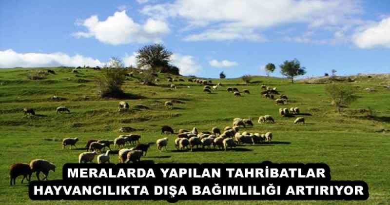 MERALARDA YAPILAN TAHRİBATLAR HAYVANCILIKTA DIŞA BAĞIMLILIĞI ARTIRIYOR