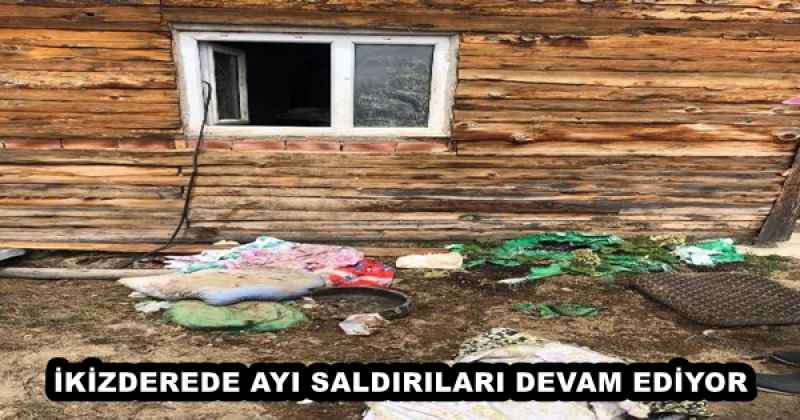 İKİZDEREDE AYI SALDIRILARI DEVAM EDİYOR