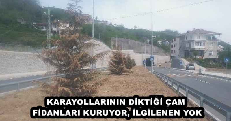 KARAYOLLARININ DİKTİĞİ ÇAM FİDANLARI KURUYOR, İLGİLENEN YOK