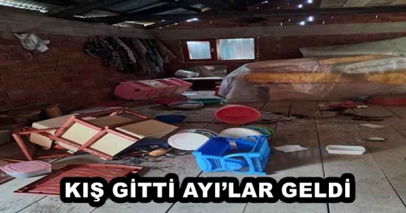 KIŞ GİTTİ AYI’LAR GELDİ