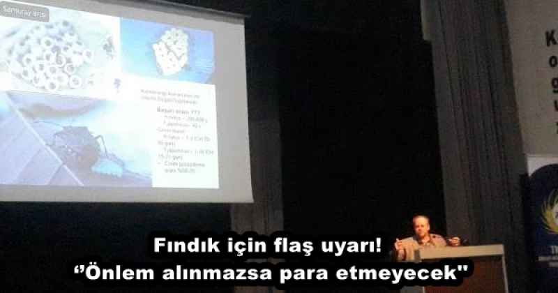 Fındık için flaş uyarı! ‘’Önlem alınmazsa para etmeyecek''