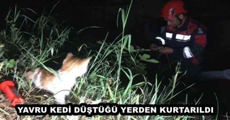 YAVRU KEDİ DÜŞTÜĞÜ YERDEN KURTARILDI