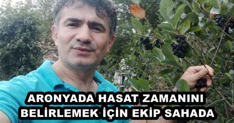 ARONYADA HASAT ZAMANINI BELİRLEMEK İÇİN EKİP SAHADA