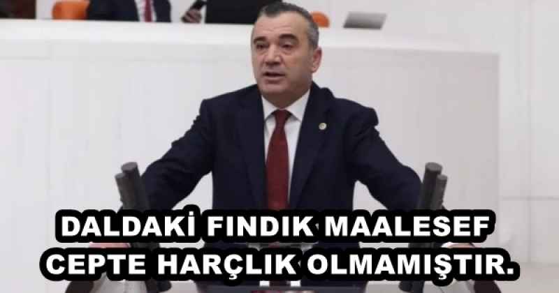 DALDAKİ FINDIK MAALESEF CEPTE HARÇLIK OLMAMIŞTIR.