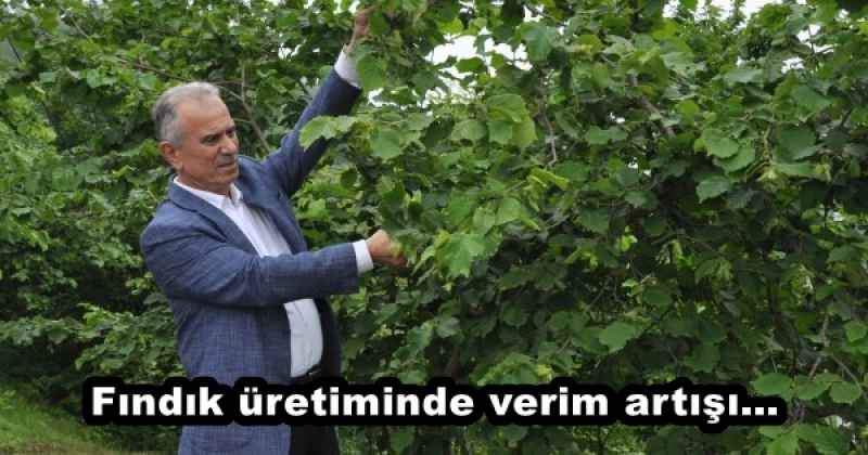 Fındık üretiminde verim artışı…