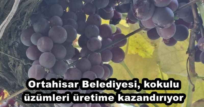 Ortahisar Belediyesi, kokulu üzümleri üretime kazandırıyor